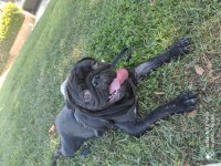 Siyah erkek pug