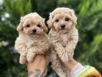 Ankaranın en güzel maltipoo yavruları