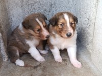 Rouch collie