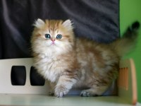 2,5 aylık british longhair erkek yavru