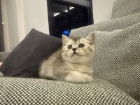 British Shorthair Silver Point