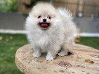 Sağlıklı pomeranian boo yavrular