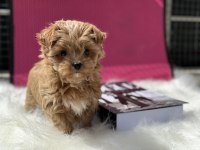 Çok özel Wc eğitimli tea cup morkie yavrularımız