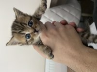 1 aylık british shorthair bebişler