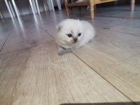 Orijinal British Shorthair Blue Point ve Scottish Straight