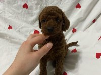Toy poodle bebekler teslime hazır