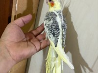 57 GÜNLÜK KUSURSUZ PİED SULTAN BEBEK