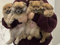 Pomeranian spitz tilki surat 2 ay anne baba cins yavrular