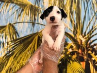 Kısa bacak jack russell