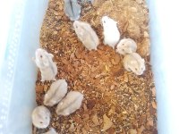 Üreticiden gonzales hamster