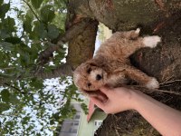 TOY POODLE AYARINDA MALTİPO OĞLUMUZ