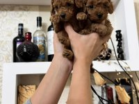 Teacup boy red brown Poodle bebekleri