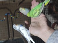 Her Hafta Yeni Muhabbet Kuşu Yavrular