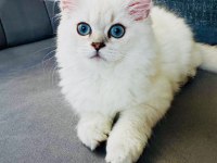 Saf kan british longhair