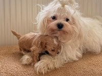 Teacup Boy Ev Doğumlu Maltipoo Bebekler