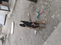 Sahibinden sahiplendirilecek köpekler