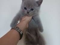 2 aylık lilac british shorthair