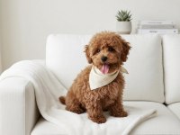 Yakışıklı Poodle Prens