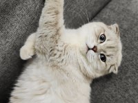 Scottish fold dişi kedimiz