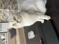 1 yaşında british shorthair dişi gri