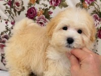 MALTİPOO BİBLO ERKEK