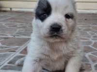 GELECEĞİN DEVLERİ A KALİTE ALABAY YAVRULAR