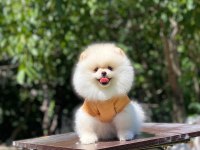 2 aylık dişi pomeranian yavru