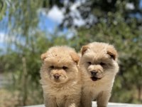 Chow Chow Çin Aslanı
