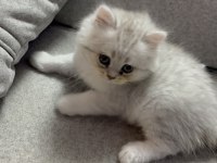 Sevimli Kardeş Kediler