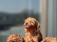 Teslime Hazır Kg Garantili Toy Poodle Yavrular