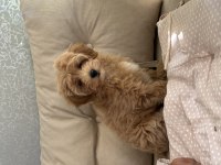2.5 Aylık Maltipoo Dişi Yavrum Efsane Kızıl Renk