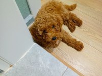 Kore Top Poodle Show