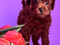 Teacup kore poodle yavruları