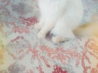 British shorthair beyaz
