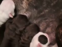 Yeni doğmuş French Bulldog yavrular