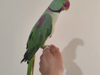 EVCİL ERKEK ALEXANDER PAPAĞANI