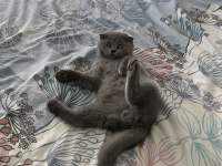 Scottish fold