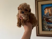 TEACUP MALTIPOO YAVRULARIMIZ