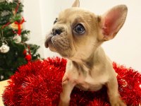 Üst Düzey French Bulldog Yavrularımız