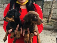 Sağlık ve ırk garantili doberman yavrularım