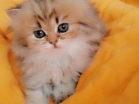 Full şecereli şampiyon ebeveynlere sahip british longhair
