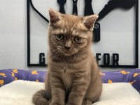 Çikolata Tortie British Shorthair