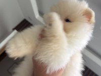 Safkan Pomeranian Boo Yavru 2.5 Aylık