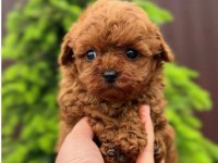 Orjinal Toy Poodle Erkek Dişi Red Yavru Şecereli Anne Baba