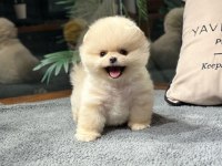 Teddy Bear Pomeranian Boo Yavrularımız