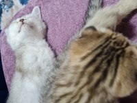 2 aylık scottish fold ve british