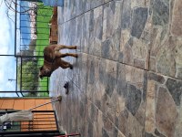 Yavru alman çoban köpeği