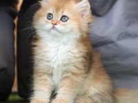 Anne Baba Şecereli Safkan Golden British Longhair Dişi