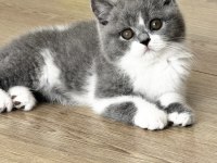 Safkan British Shorthair Yavru