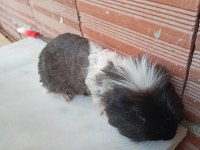 Erkek guinea pig fazlalık